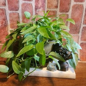 Cebu Blue Pothos Cuttings